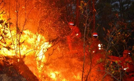 Forest-Fire-Prevention1.jpg